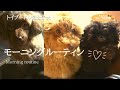 トイプードル子犬&amp;母犬と過ごすにぎやかでかわいいモーニングルーティン♡【日常】