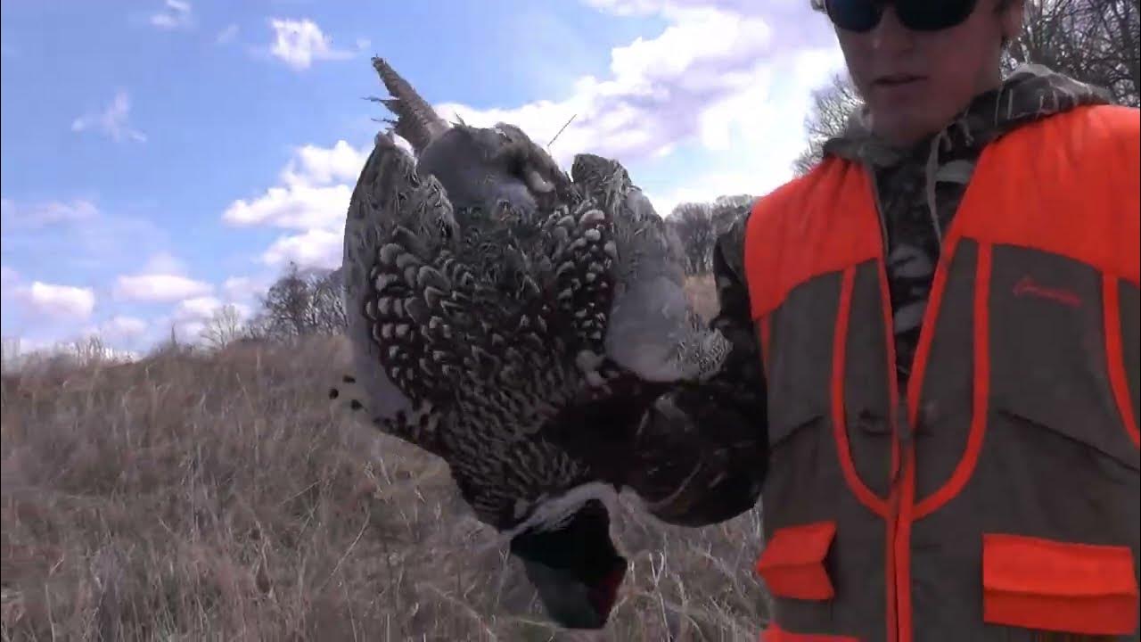Pheasant hunting in Camden, Tennessee YouTube