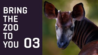 Bring The Zoo To You - Okapi Chat