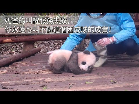 《熊貓早晚安》奶爸的叫醒服務失敗，你永遠也叫不醒這個困成球的成實！ | iPanda