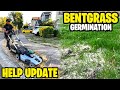 Bent Grass GERMINATION! Day 5 &amp; 11- helping neighbor update from killing his lawn! ⛳️🏌🏾 + 🆘🛟
