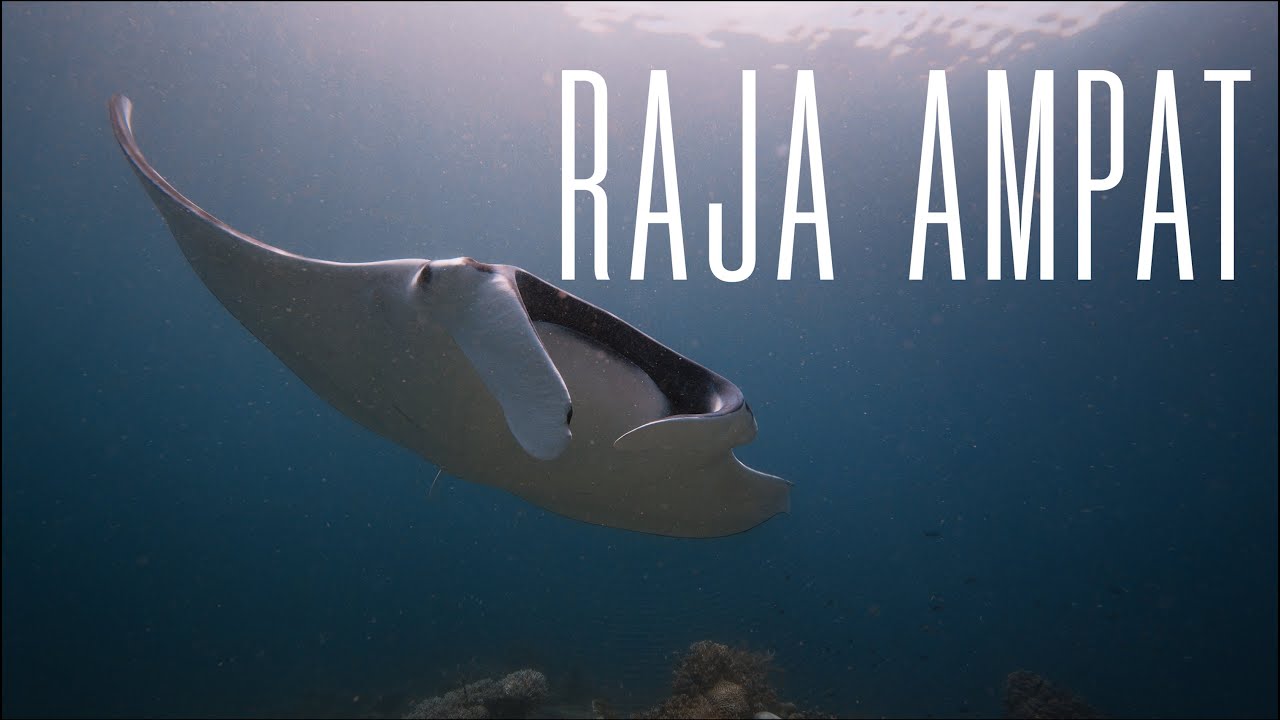 Raja Ampat Unleashed! Mantas, Misool & Dampier Strait | 4K