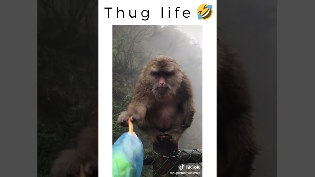 thug life.. funny monkey 😅 Cute & Funniest Animals 