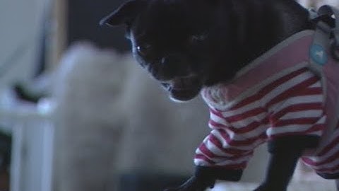 SONY DXC-537A captured in 4:1 MJPEG Quicktime