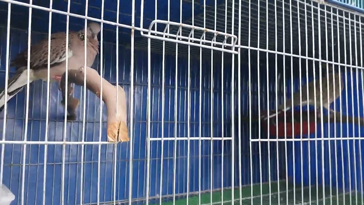 chia sẻ với ae cách làm chuồng ghép chim sinh sản. ae xem vui nha