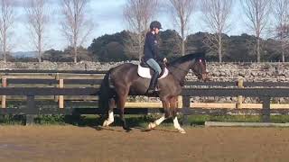 Charlie flatwork and jumping