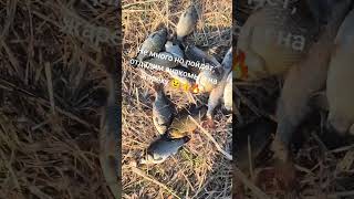 Карась на удочку 🔥#карась #рыбалка #павлодар #fishing #карасьнаудочку #youtube #youtuber #youtubesho