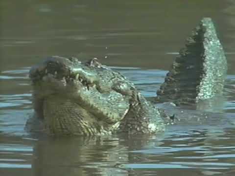 NOVA: Crocodiles! still