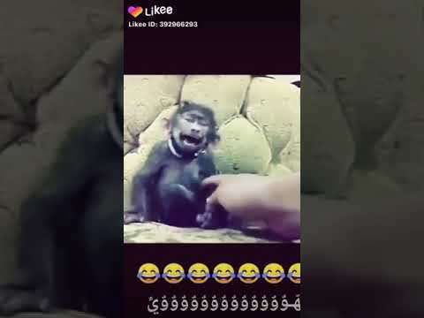 قرد ابو طفرة