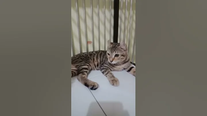 Watch the video about Bengal curl