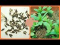 474.Growing Zinnia from freshly harvested seeds ??????