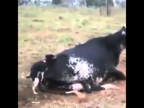 Cattle Fucking Woman 63