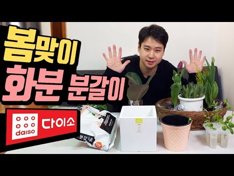 화분 분갈이 방법, 봄맞이 다이소 분갈이 쇼핑했어요!