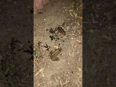 カエルからのカブトムシ飛んできた Youtube