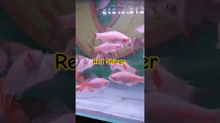 Red Shiner #ikanhias #ikancantik #ikanGlofish #glofishinduk #ikanhiasaquarium #ikanwarnawarni #glofi