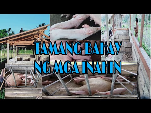 Video: Paano Gumawa Ng Isang Hawla Ng Baboy