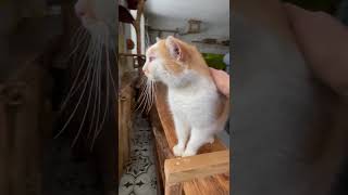 Pusik - Sehnt sich nach menschlicher Nähe 💛 (ARK, Ukraine)