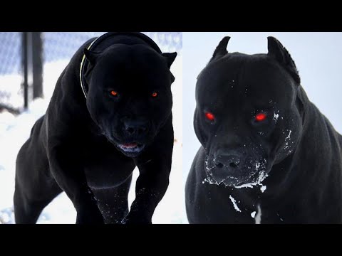 اخطر كلب بيتبول فى العالم البيتبول الاسود كلاب البلاك بانثر 