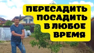 100 процентная приживаемость при пересадке