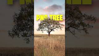 Photoshop Tutorial: Easy Steps to Create Transparent PNG Trees #gkgraphix53 Photoshop Tutorial: Easy Steps to Create Transparent PNG Trees #gkgraphix53