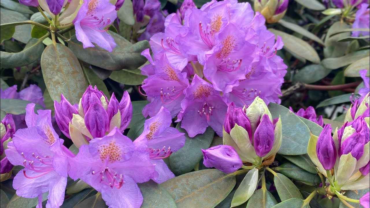 Дыхательная зарядка - YouTube