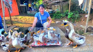 Peace in the Countryside: 65 days of hard work together on a farm in the middle of the forest