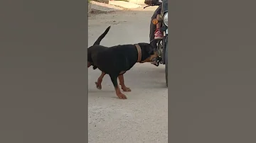 تعمل ايه لو هجم عليك كلب روت وايلر شرس 