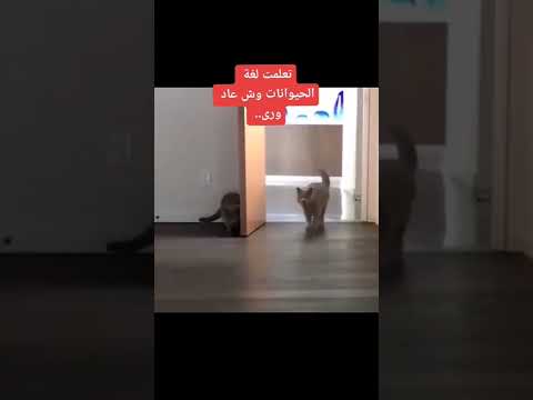ضحك وناسة استهبال اكسبلور كوميديا تسلية اطفال زواج  جمال