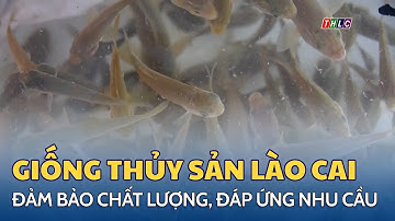 Giống thủy sản Lào Cai: đảm bảo chất lượng, đáp ứng nhu cầu | THLC