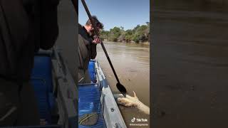 Famous #animals #wild #discovery #reptiles #python #snake(4) Wealth