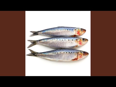 Long Sardine x Águas de Março