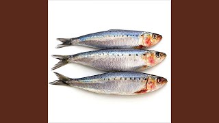 Long Sardine x Águas de Março