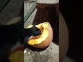 Кошка кушает гарбуз