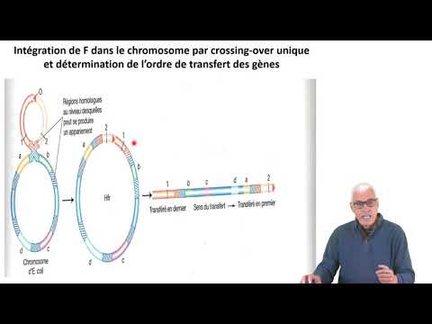 Vidéo: Combien de voies de recombinaison génétique sont présentes dans les bactéries ?