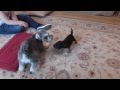 Schnauzer and Border Terrier Pup Play-Fighting