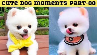 Cute dog moments Compilation Part 88| Funny dog videos in Bengali by Askoholic Shorts বাংলা 11 days ago 8 minutes, 24 seconds 81,084 views