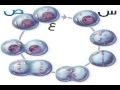دورة حياة الخلية    Cell Cycle