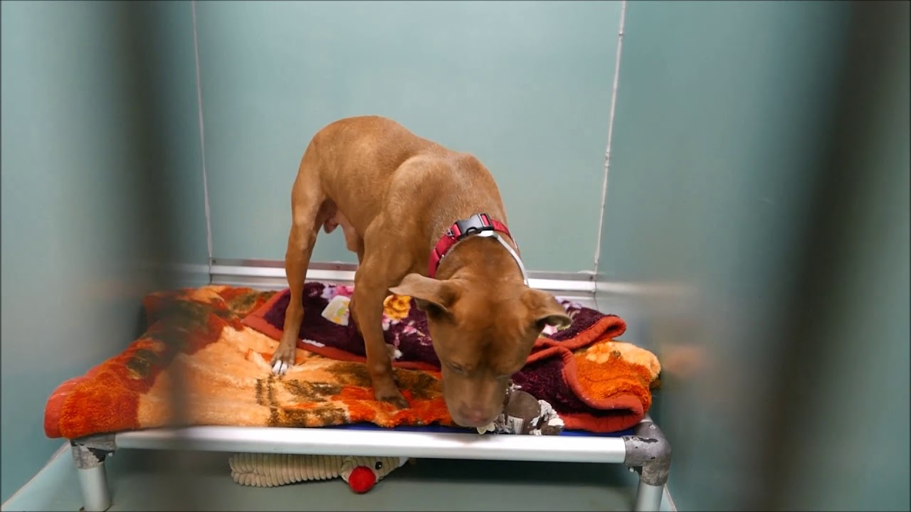 Buddy - A1122023 - Brooklyn ACC camera iphone 8 plus apk