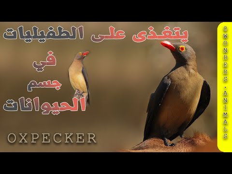 طائر الاوكسبيكر آكل الطفيليات