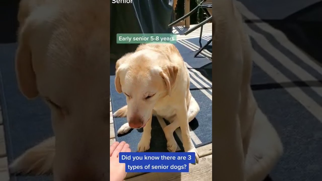There Are 3 Types Of Seniors Age Ranges Will Vary Based On Breed The Name Super Senior Is SUPER 