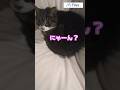 先日動画で出した【サンタくんのお返事が可愛いすぎて気絶しそうになった日】をパパも真似してやってみたら全く回答が違ったサンタくん😹😻❤️✨