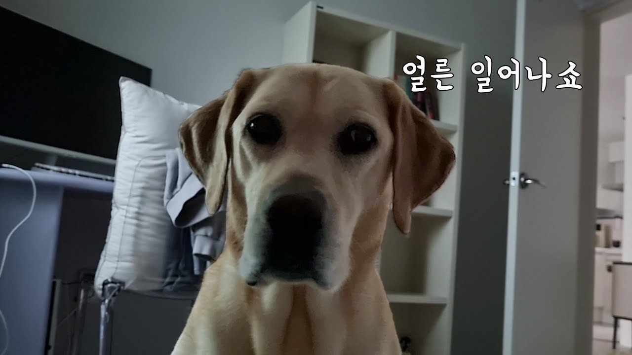 자기 몸 끔찍하게 생각하는 리트리버가 꼭 챙기는 것 (feat.윔지스)