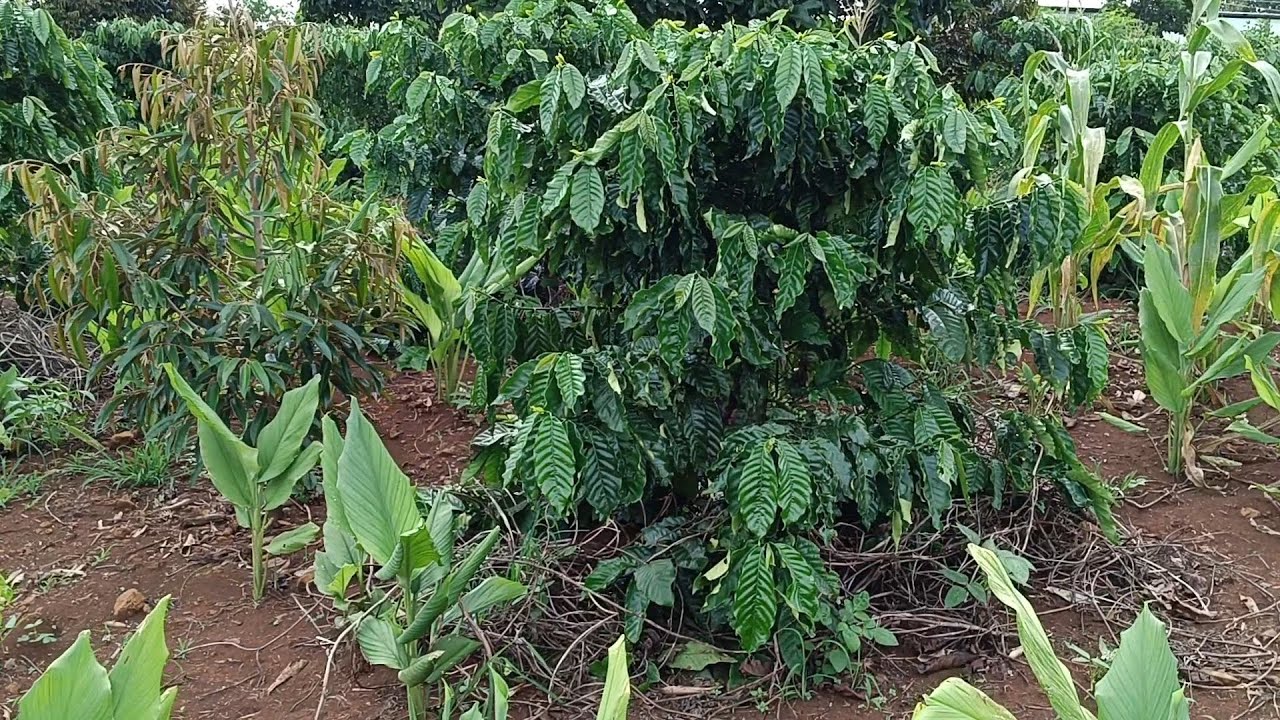 Review vườn cà phê xanh lùn gần 2 năm tuổi giống chuẩn và đẹp || Mật TV