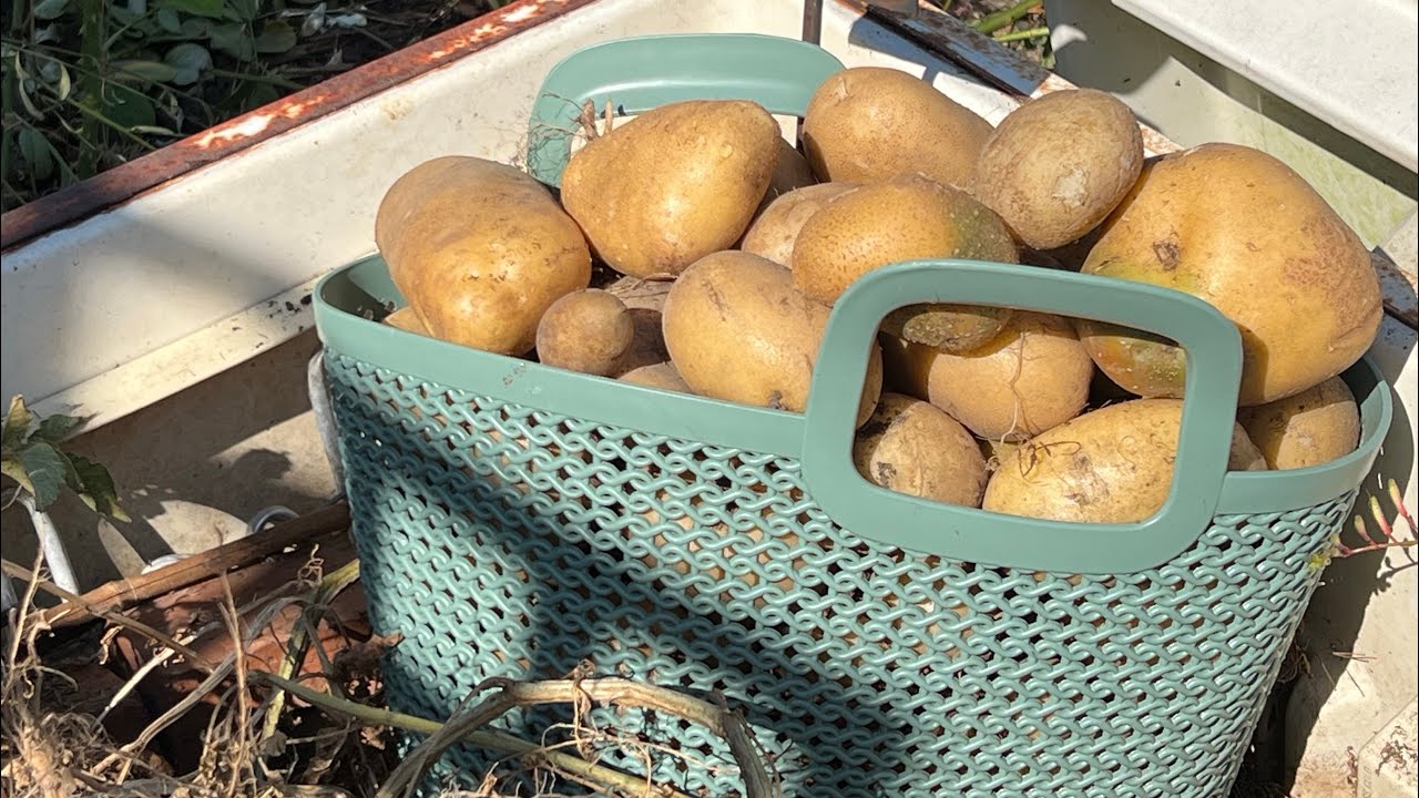 Harvesting Potatoes grown directly on top of soil in grass clippings in