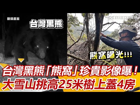 台灣黑熊「熊窩」珍貴影像首曝光！大雪山挑高25米樹上 一口氣蓋4房｜三立新聞網 SETN.com