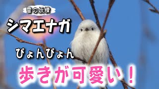 雪の妖精　シマエナガ  ぴよんぴよん 歩きが可愛い !