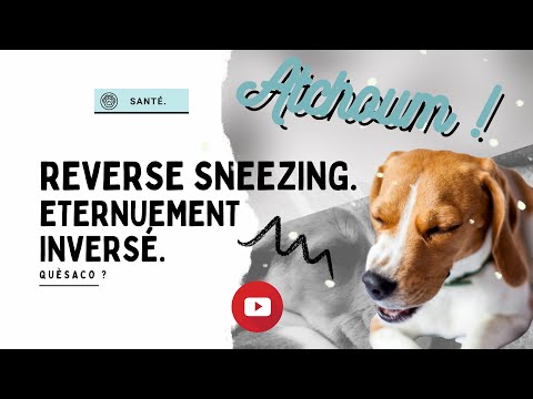 Vidéo: Problèmes de sinus chez les chiens