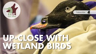 Download Lagu Helping rare wetland birds | Scoter, Grebe, Bittern MP3