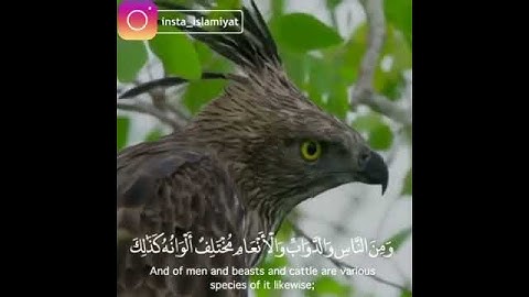 قرآن كريم بصوت ماهر المعيقلي 🎧⚡ أجمل حالات واتس اب دينية مقاطع دينية قصيرة مقاطع انستقرام دينية