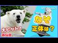 新玩具登場!ホッキョクグマ「リラ」に大ヒット!消えた時の残念そうな表情〜Lila the Polar Bear & Wobble Chair